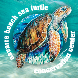 sea-turtle-conservancy-55655
